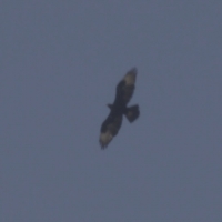 First Verreaux's Eagle photographed in AP- at last! Thanks Mick D'alton